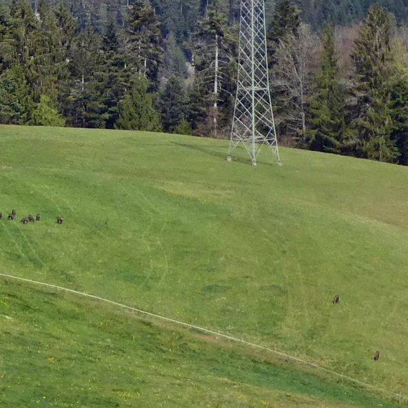 Gämsen in Tennenbronn