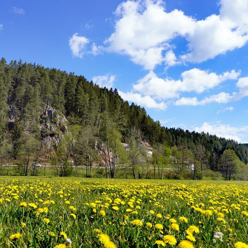 Löwenzahblüte Tennenbronn 2020 1