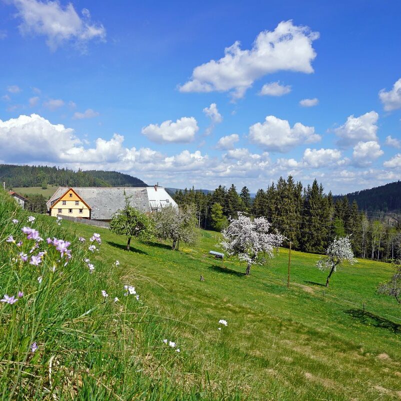 Löwenzahblüte Tennenbronn 2020 10