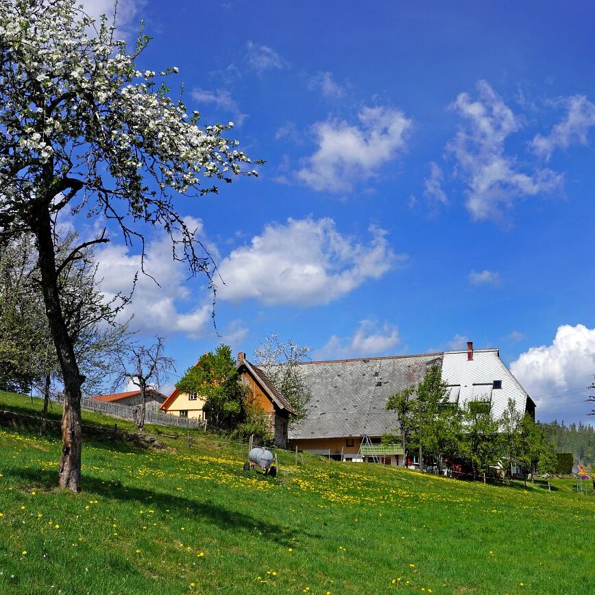 Löwenzahblüte Tennenbronn 2020 11