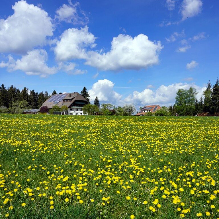 Löwenzahblüte Tennenbronn 2020 12