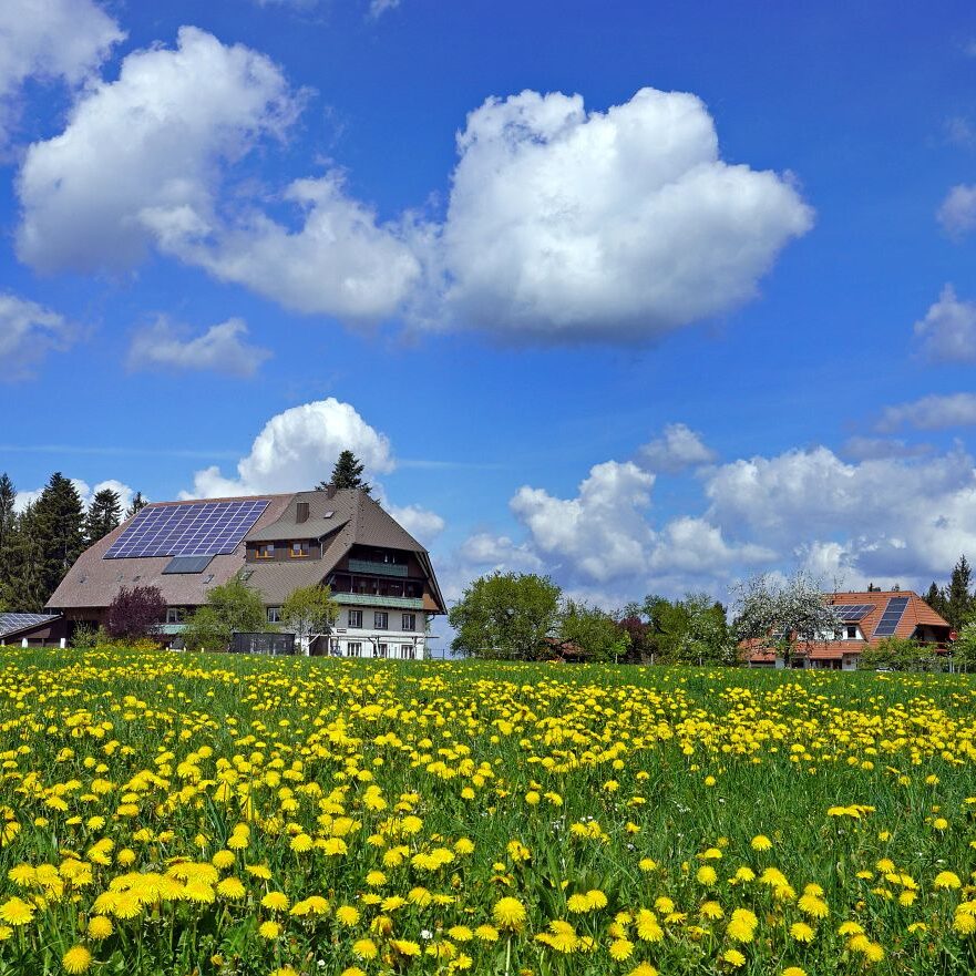 Löwenzahblüte Tennenbronn 2020 13