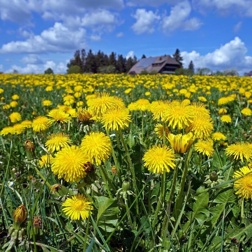 Löwenzahblüte Tennenbronn 2020 14