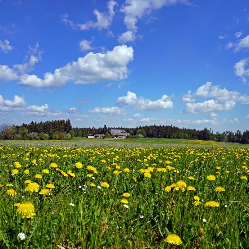 Löwenzahblüte Tennenbronn 2020 15
