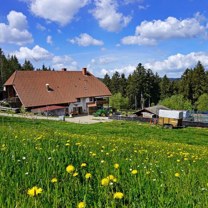 Löwenzahblüte Tennenbronn 2020 16
