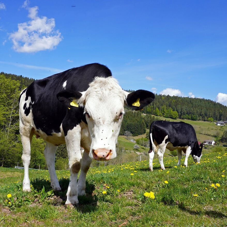 Löwenzahblüte Tennenbronn 2020 17