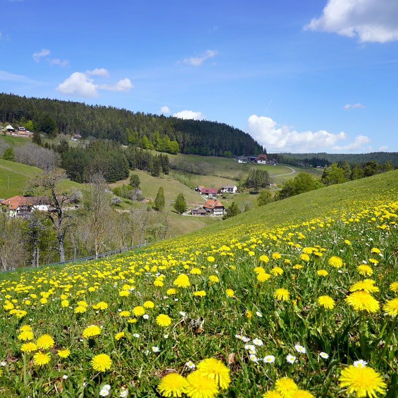 Löwenzahblüte Tennenbronn 2020 18