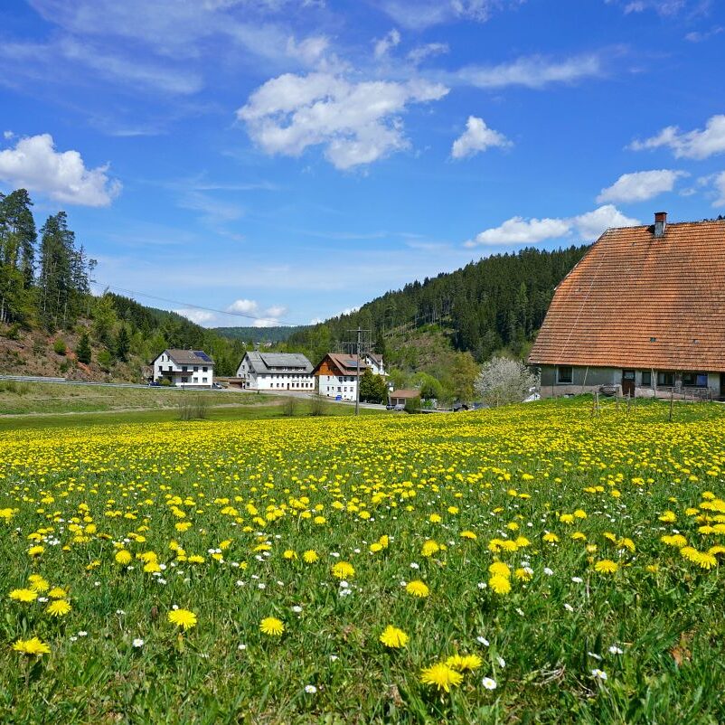 Löwenzahblüte Tennenbronn 2020 19