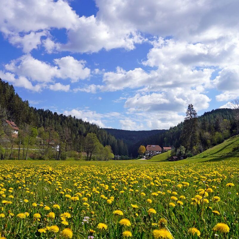 Löwenzahblüte Tennenbronn 2020 2