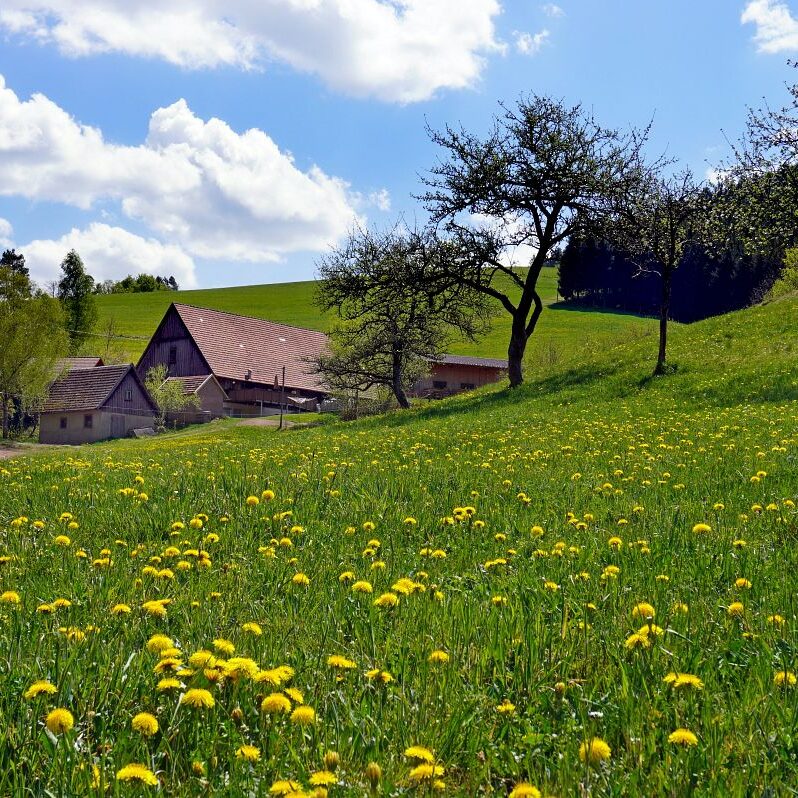 Löwenzahblüte Tennenbronn 2020 20
