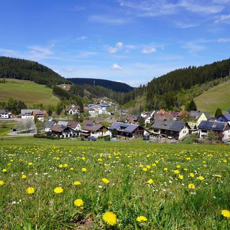 Löwenzahblüte Tennenbronn 2020 21