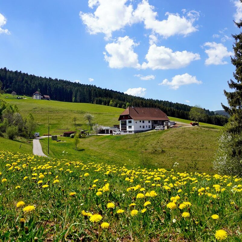 Löwenzahblüte Tennenbronn 2020 22