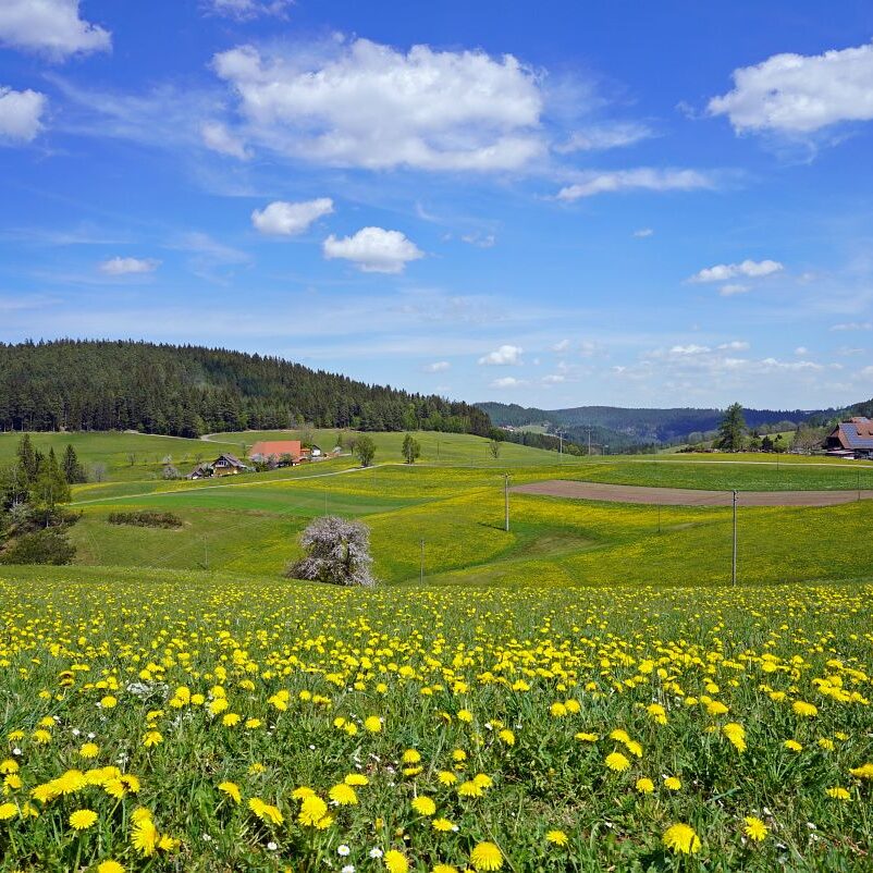 Löwenzahblüte Tennenbronn 2020 23