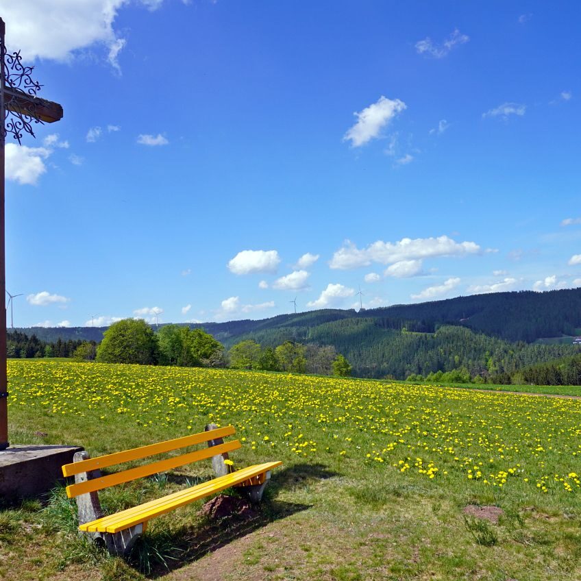 Löwenzahblüte Tennenbronn 2020 25