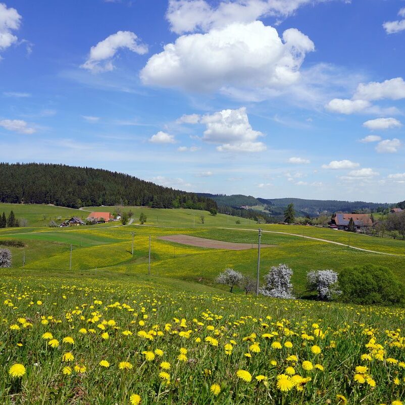 Löwenzahblüte Tennenbronn 2020 26