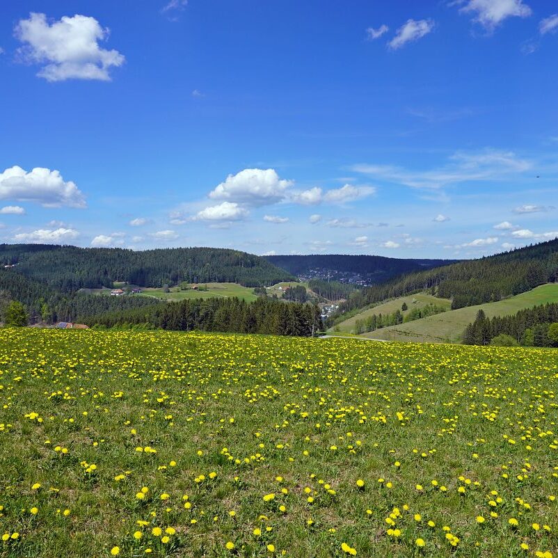 Löwenzahblüte Tennenbronn 2020 27