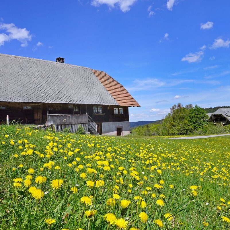 Löwenzahblüte Tennenbronn 2020 28