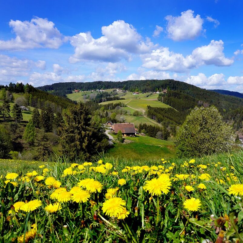 Löwenzahblüte Tennenbronn 2020 3