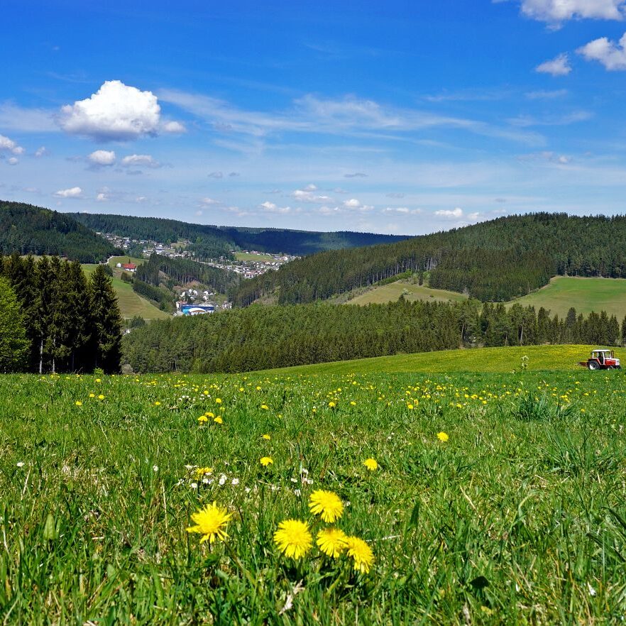 Löwenzahblüte Tennenbronn 2020 30