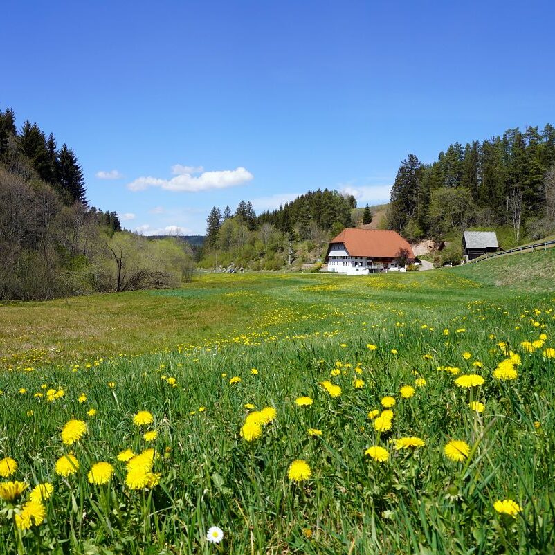 Löwenzahblüte Tennenbronn 2020 31