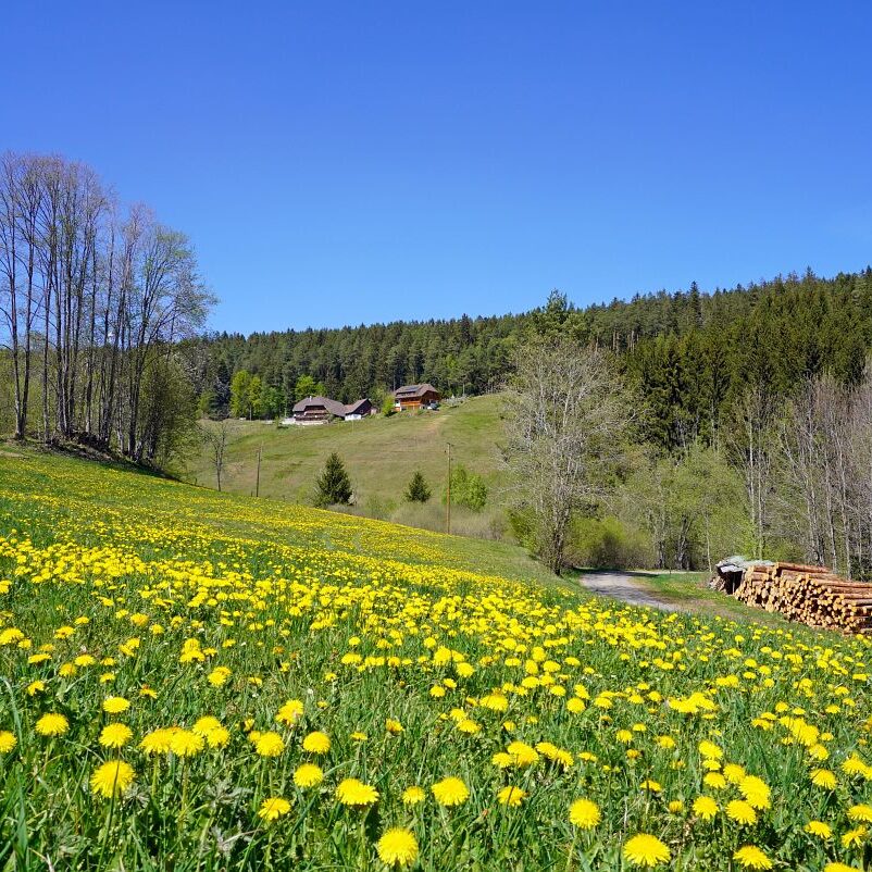 Löwenzahblüte Tennenbronn 2020 32