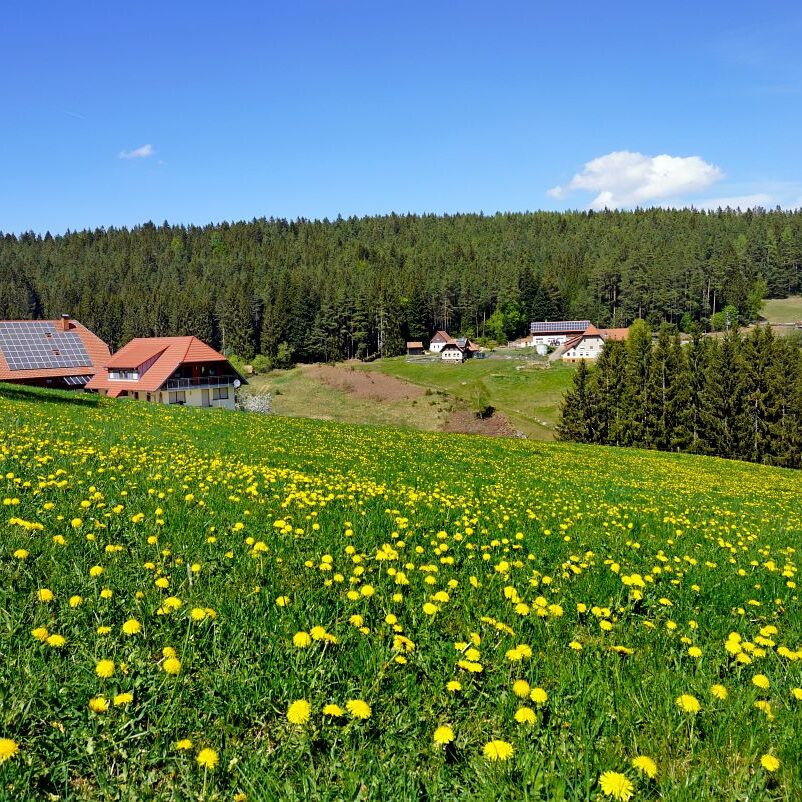 Löwenzahblüte Tennenbronn 2020 33