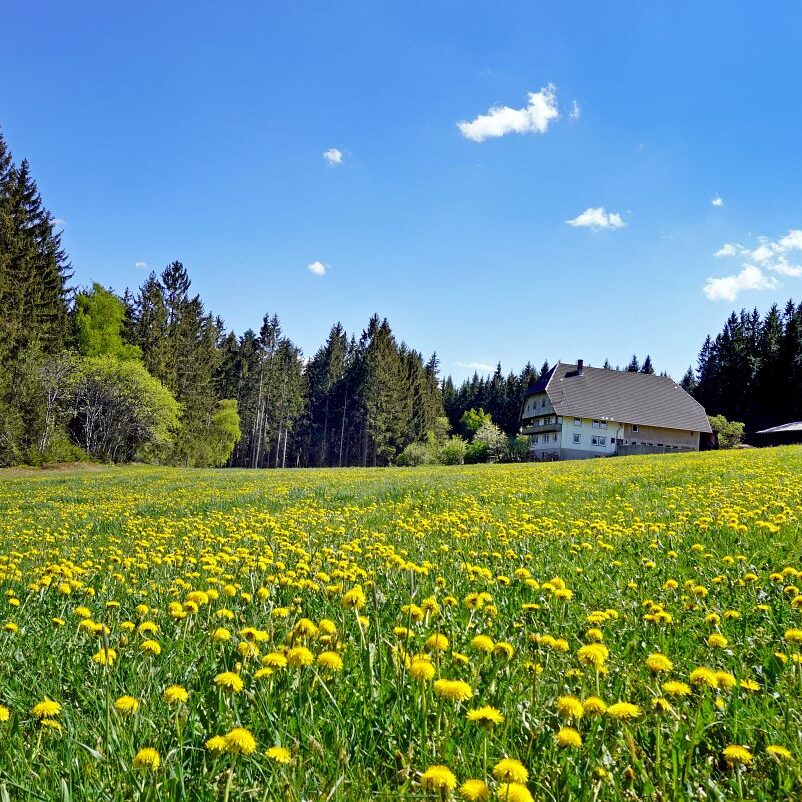 Löwenzahblüte Tennenbronn 2020 34
