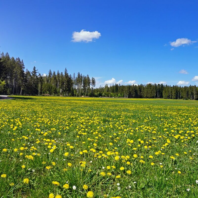 Löwenzahblüte Tennenbronn 2020 35