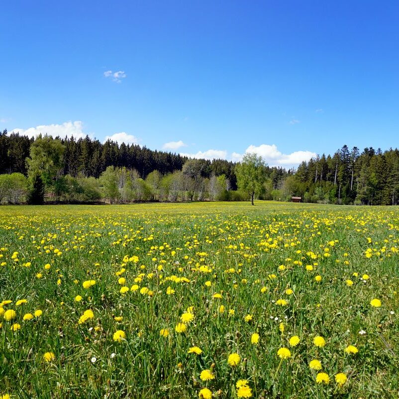 Löwenzahblüte Tennenbronn 2020 36