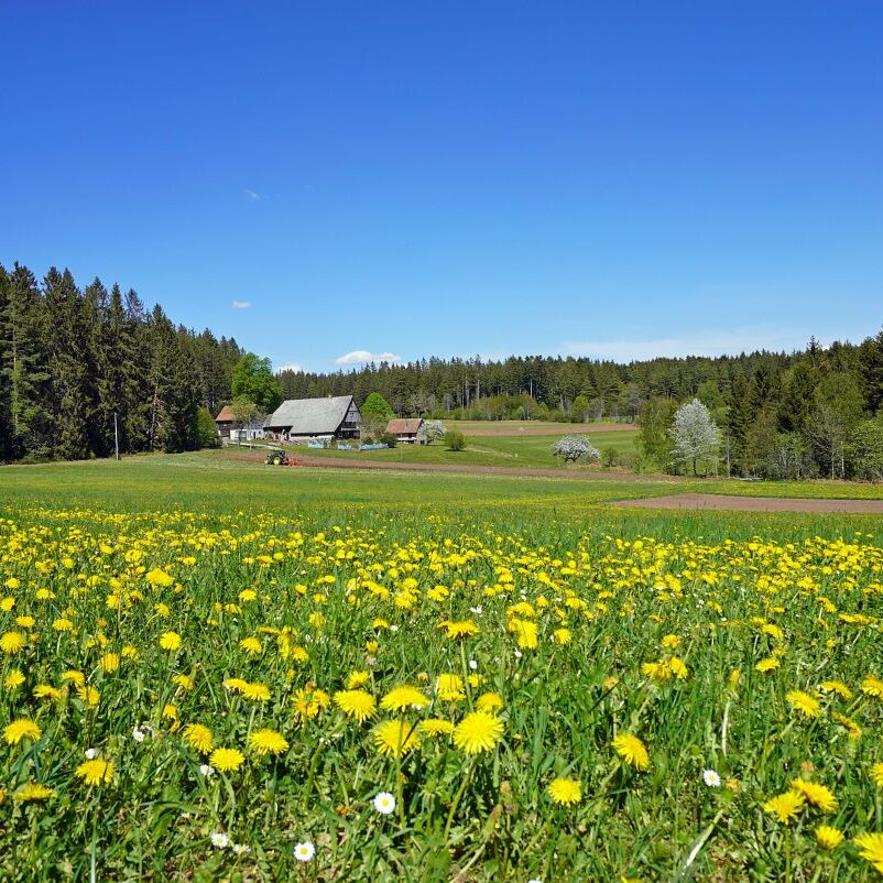 Löwenzahblüte Tennenbronn 2020 37
