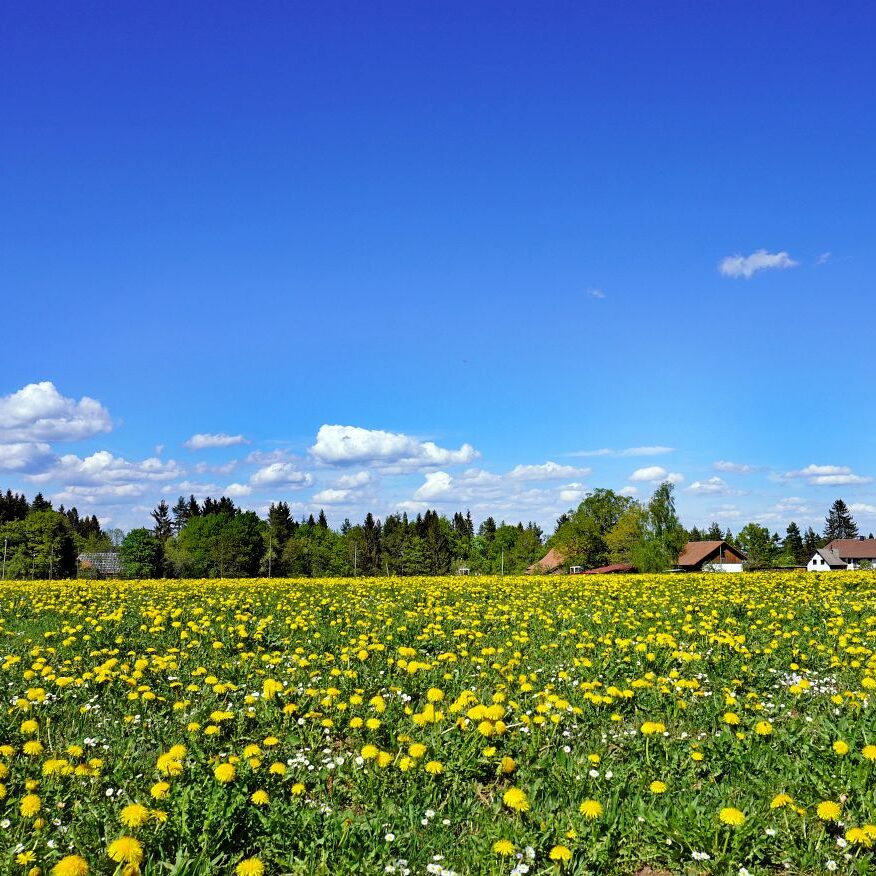 Löwenzahblüte Tennenbronn 2020 38