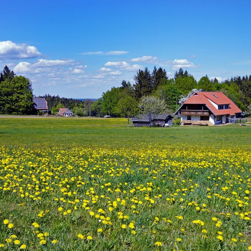 Löwenzahblüte Tennenbronn 2020 39