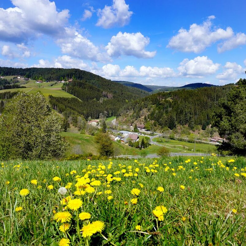 Löwenzahblüte Tennenbronn 2020 4