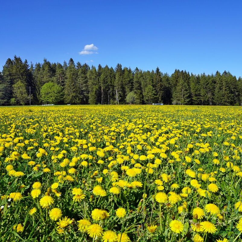 Löwenzahblüte Tennenbronn 2020 40