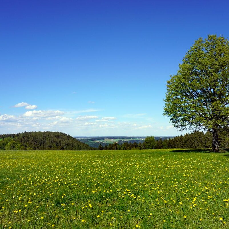Löwenzahblüte Tennenbronn 2020 41