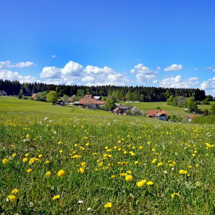 Löwenzahblüte Tennenbronn 2020 42