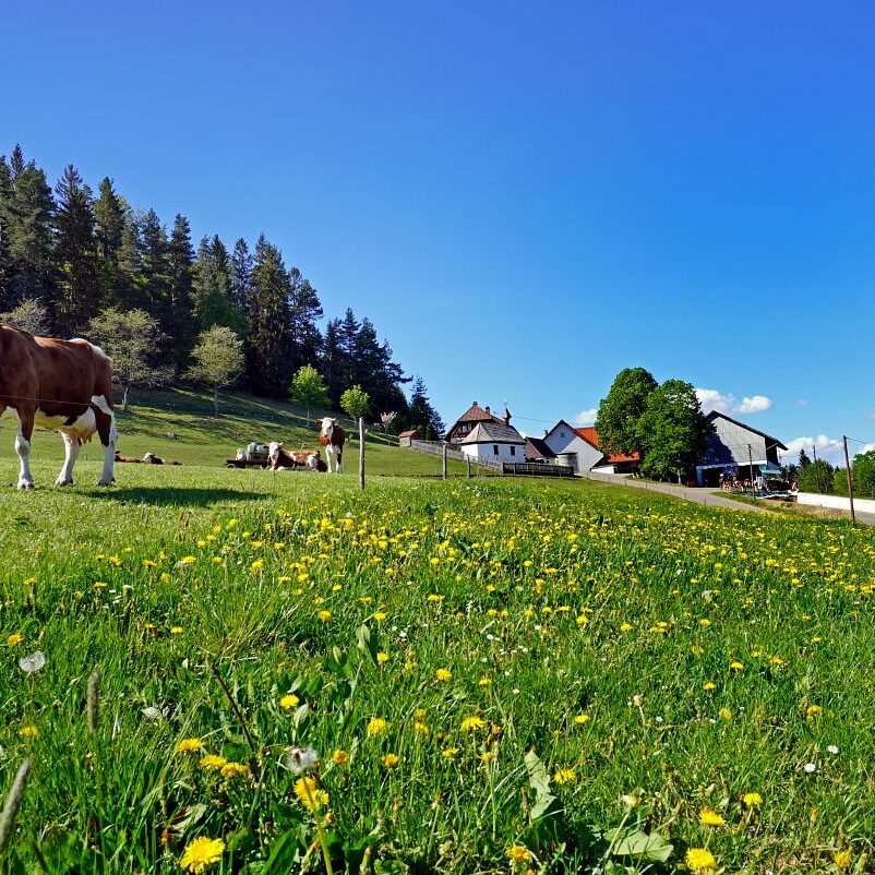 Löwenzahblüte Tennenbronn 2020 43