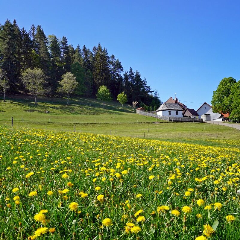 Löwenzahblüte Tennenbronn 2020 44