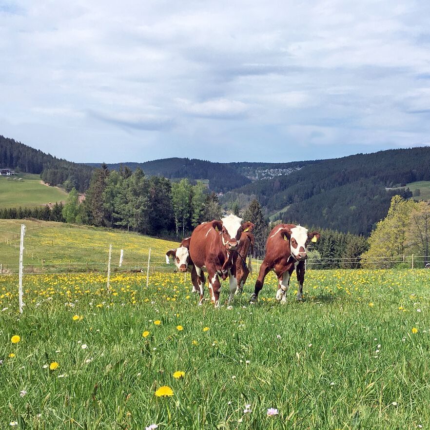 Löwenzahblüte Tennenbronn 2020 45