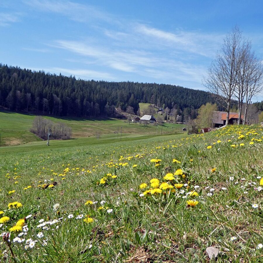 Löwenzahblüte Tennenbronn 2020 46