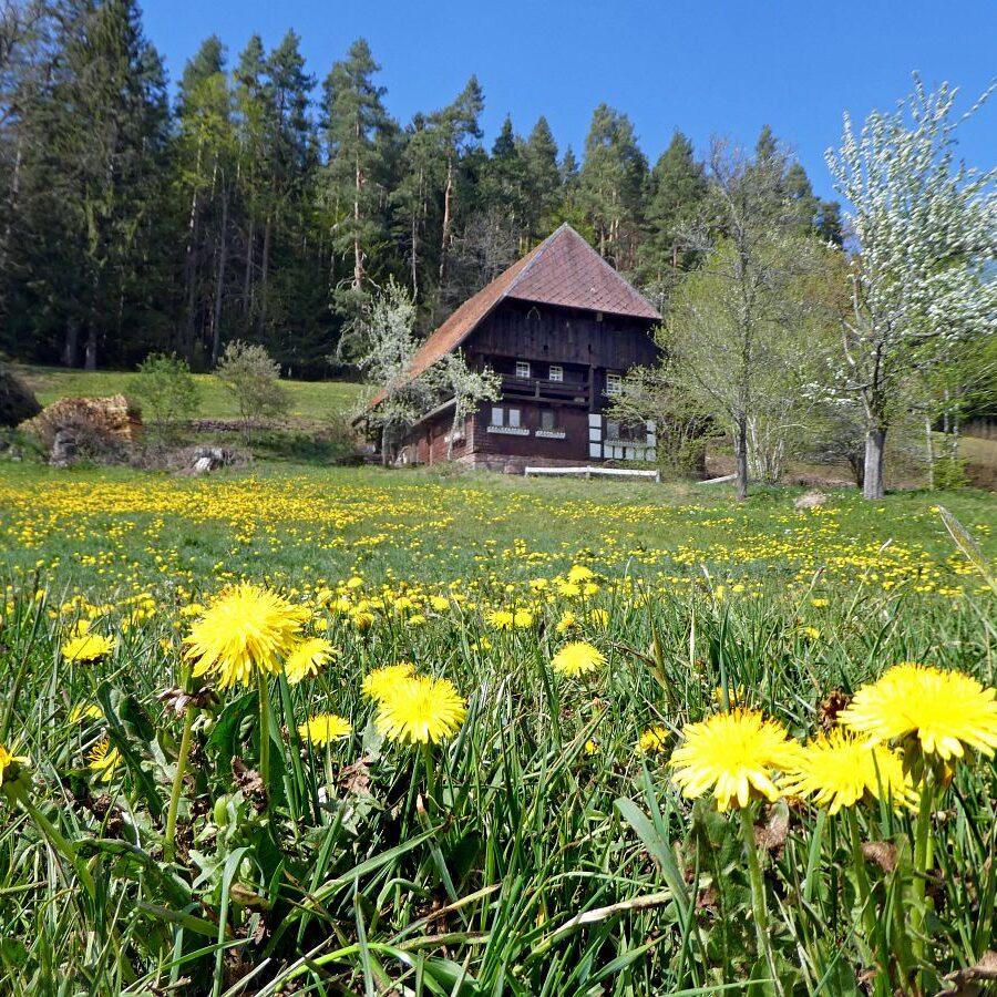 Löwenzahblüte Tennenbronn 2020 47