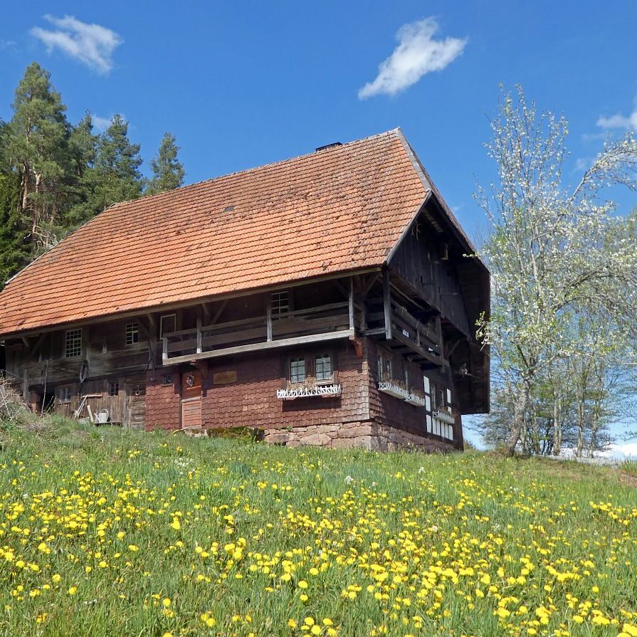 Löwenzahblüte Tennenbronn 2020 48
