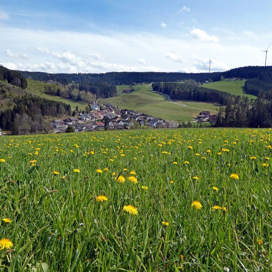 Löwenzahblüte Tennenbronn 2020 49