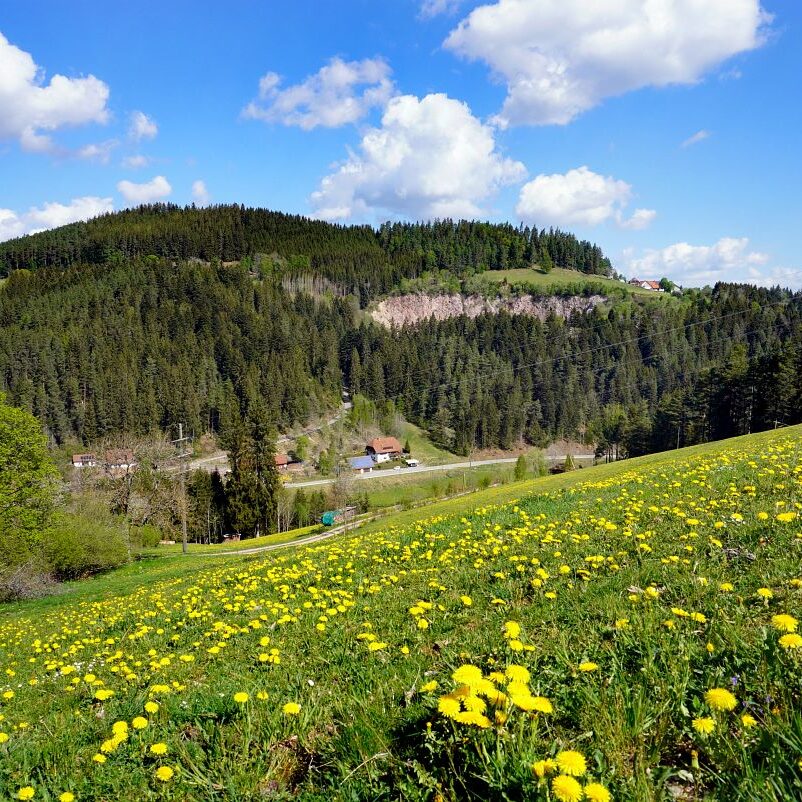 Löwenzahblüte Tennenbronn 2020 5