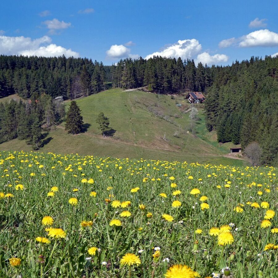 Löwenzahblüte Tennenbronn 2020 50