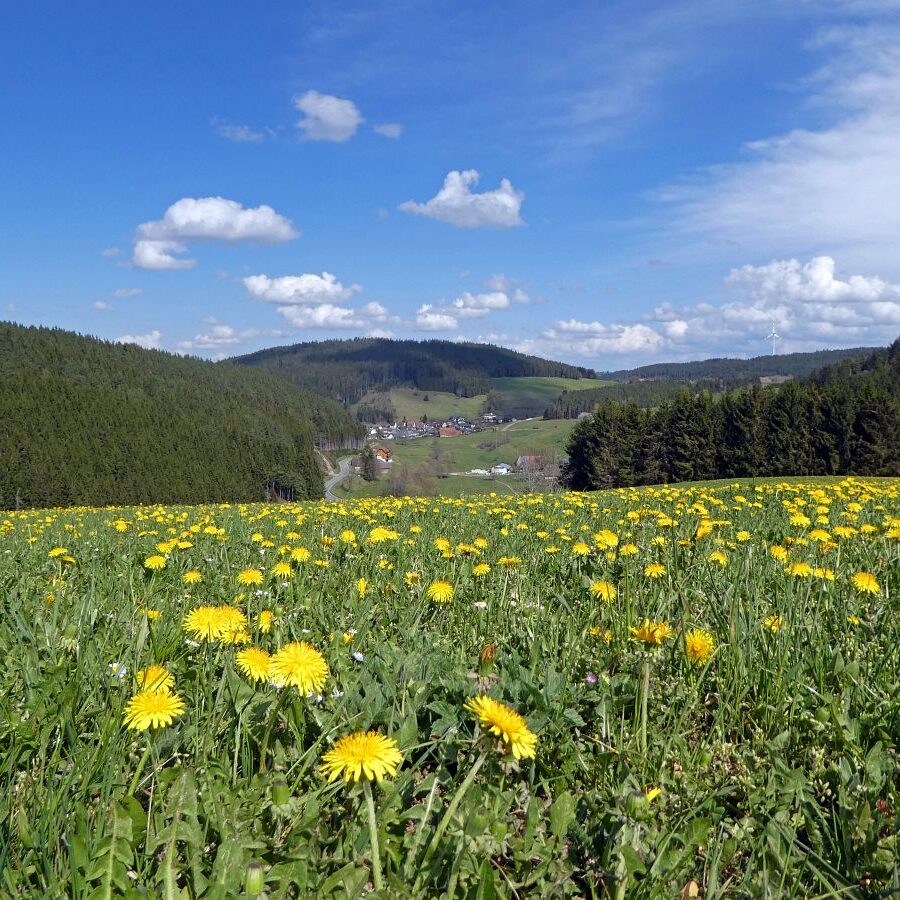 Löwenzahblüte Tennenbronn 2020 51