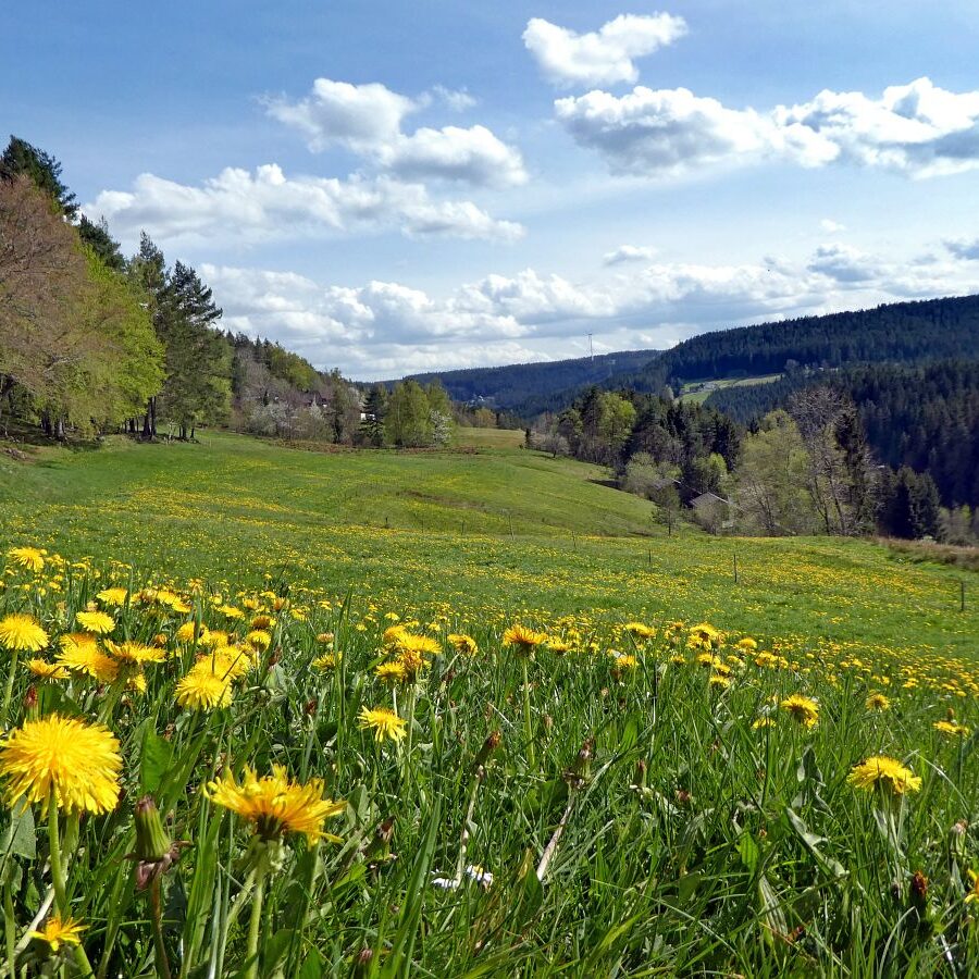 Löwenzahblüte Tennenbronn 2020 52