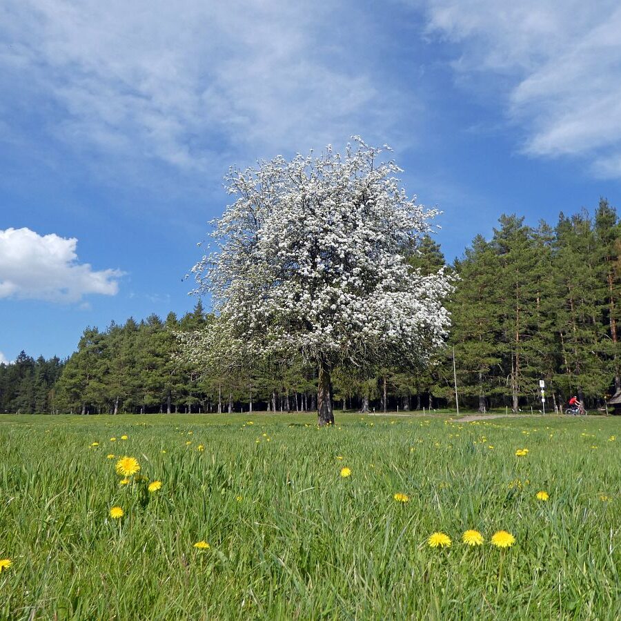 Löwenzahblüte Tennenbronn 2020 53