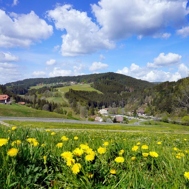 Löwenzahblüte Tennenbronn 2020 6