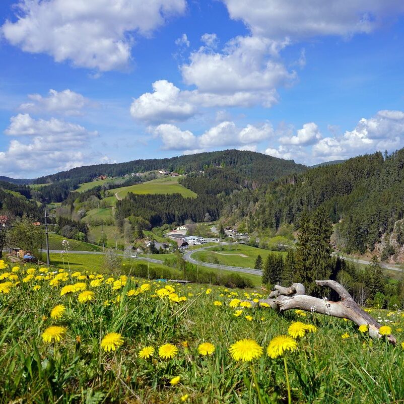Löwenzahblüte Tennenbronn 2020 7